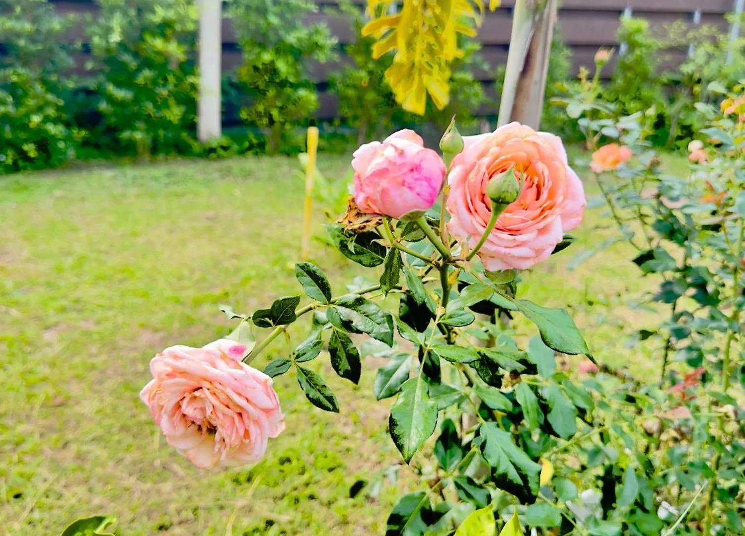 Lanta Living Bungalow 코란타 샬레